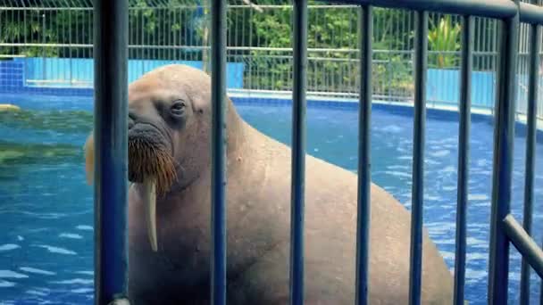 Mrož Vyhřívajíc v bazénu v Zoo — Stock video