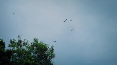 Fırtınalı orman ağaçlarında yukarıda çember kuşlar