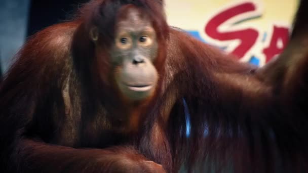 Orangutan Performing At Zoo Show — Stock Video