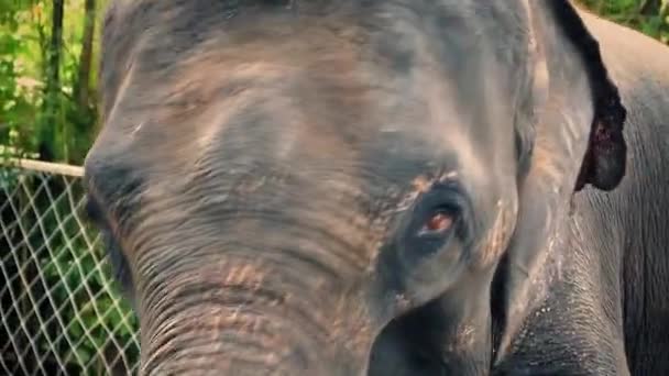 Elefante encadenado en el zoológico — Vídeo de stock