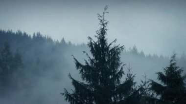 Cip ağaçların üzerinden hareket sis