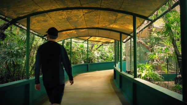Turist promenader Under trädkronorna i Zoo — Stockvideo