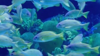 Tropikal balık Yüzme resif etrafında okul