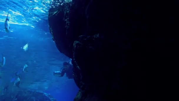 ダイバーが泳ぐ大きな岩の周り — ストック動画