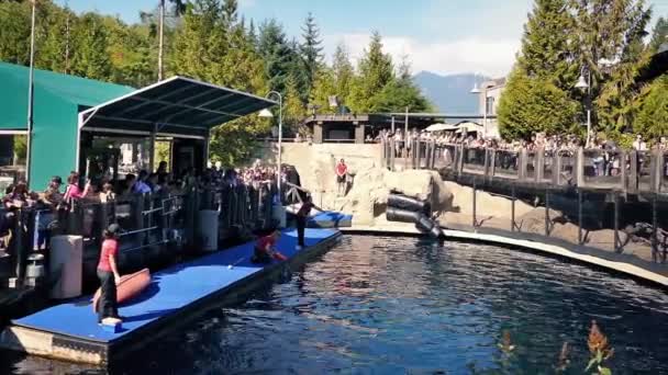 Толпа наблюдает за прыжками дельфинов в аквариуме — стоковое видео