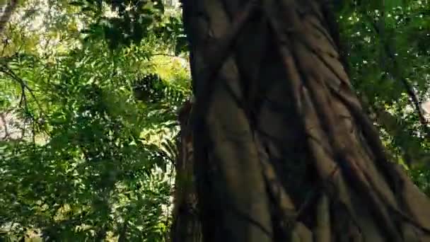 Glissant sous les arbres de la jungle avec le soleil scintillant 