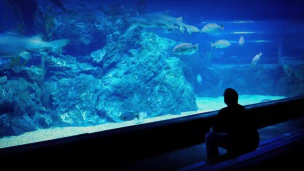 Człowiek ogląda ryb przez szkło w akwarium — Wideo stockowe