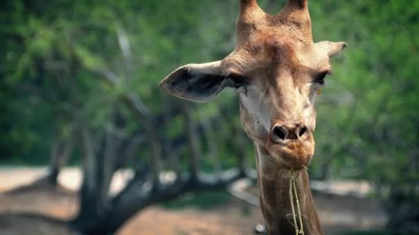 Giraffe жування рослини в заповіднику — стокове відео