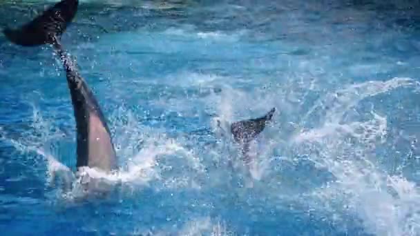 Les dauphins sautant et plongeant à l'unisson — Video