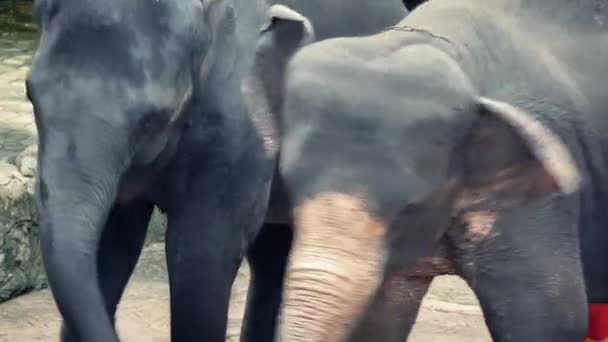 Hayvan gaddarlık dans etmek zorunda filler — Stok video