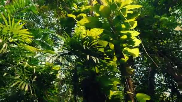 Glissant sous les plantes et les arbres de la forêt tropicale 