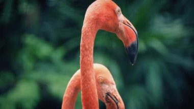 Flamingolar tropikal peyzaj