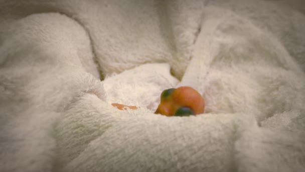 인큐베이터에서 신생아 아기 새 — 비디오
