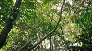 Tropikal ormanda çok uzun boylu ağaç altında kayma