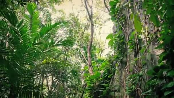 Viajar pasado cubierto de cara de roca en la selva — Vídeos de Stock