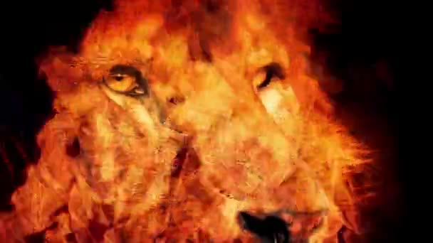 Powerful Lion Face In Fire Abstract — Stock Video