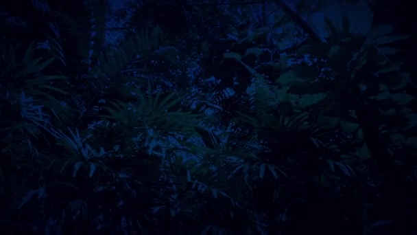 Deslizamiento bajo la selva tropical Plantas y árboles en la noche — Vídeos de Stock