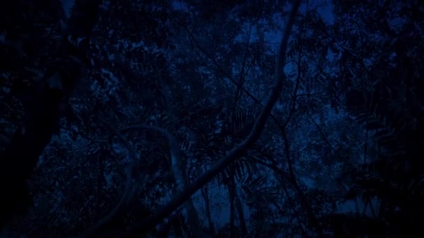 Gliding Under Tropical Rainforest Trees In The Dark — Stock Video