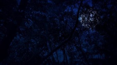 Dolunay ile gece orman altında kayma