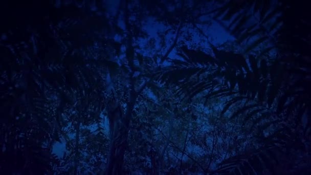 Movendo-se através da floresta tropical à noite — Vídeo de Stock