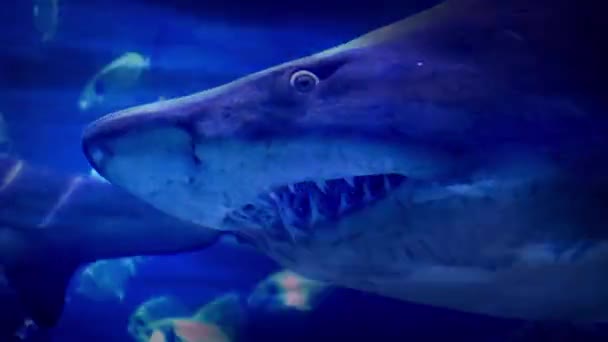 Huge Shark Swims Past Very Close — Stock Video