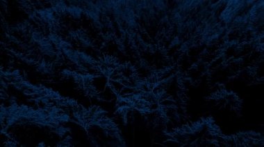 Geceleri sağlam orman Vadisi üzerinden hava