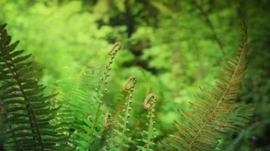 Ferns orman arka plan ile yaz aylarında