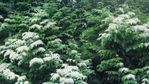 Grandi alberi nella tempesta di neve — Video Stock