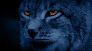 Büyük kedi Lynx parlayan gözleri ile gece
