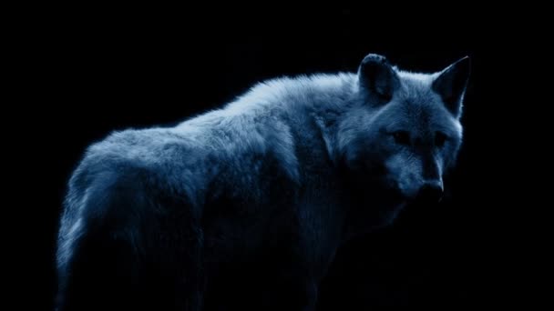 Wolf In dramatische Moonlight On Black — Stockvideo