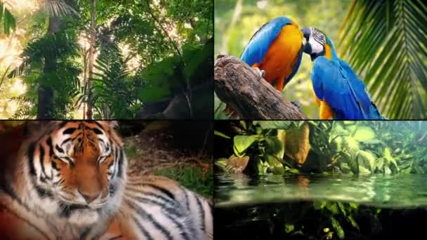 Montagem da vida na selva — Vídeo de Stock