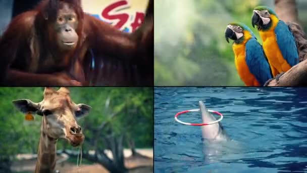 Zoológico Animais Montagem — Vídeo de Stock