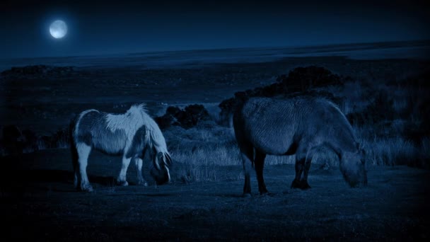 Cavalli al pascolo di notte con la luna piena — Video Stock