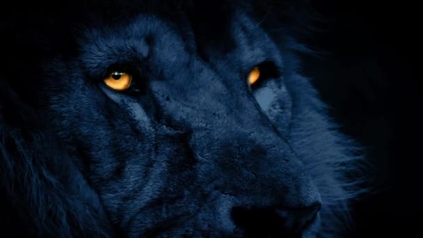 Tvář lva v noci se zářícíma očima