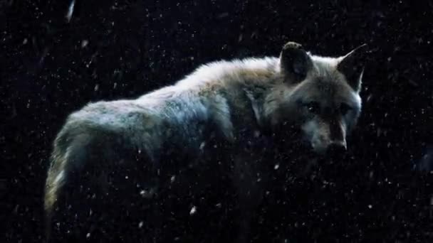 Lobo en bosque oscuro con nieve cayendo — Vídeo de stock