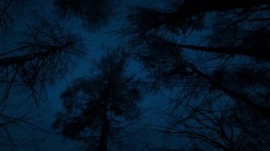 Karanlıkta uzun ağaçlar altında hareket