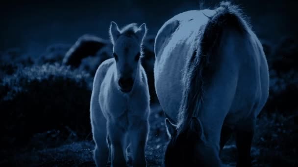 Foal y madre grazing en la noche — Vídeos de Stock