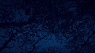 Karanlık Orman ağaçlarının altında hareket