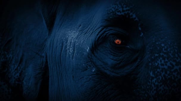 Cara de elefante con el ojo brillando en la oscuridad — Vídeo de stock