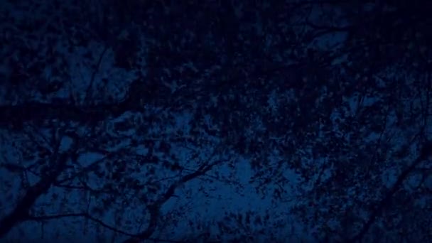 Spostarsi sotto gli alberi di bosco al buio — Video Stock