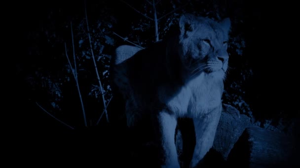 Lion se tient alerte dans la jungle la nuit — Video