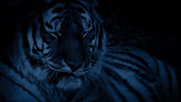 Тигр в лесу по ночам — стоковое видео