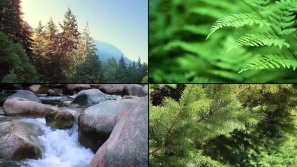 Skogen scener Montage — Stockvideo