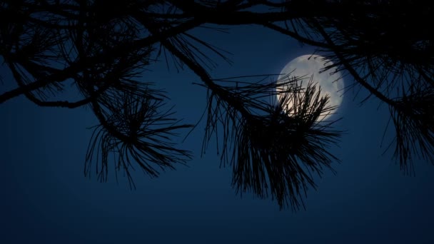 Ay arkasında dikenli ağaç dalları — Stok video