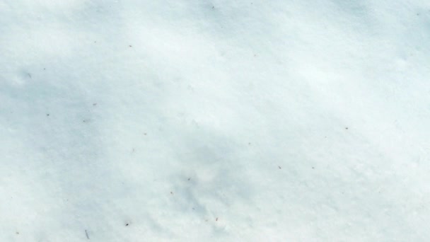 Αποτύπωμα φύλλα εκκίνησης στο χιόνι — Αρχείο Βίντεο
