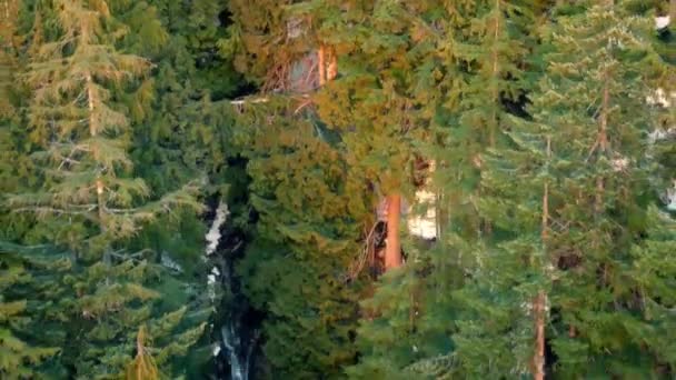 Volare sopra cascata nella foresta al tramonto — Video Stock