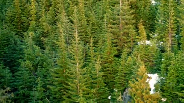 Voar sobre a floresta nevada ao pôr do sol — Vídeo de Stock