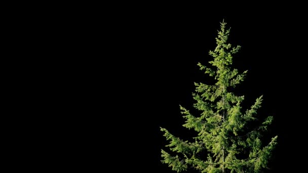 Дерево в бризе на черном фоне — стоковое видео