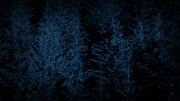 Survol de grands arbres forestiers la nuit — Video