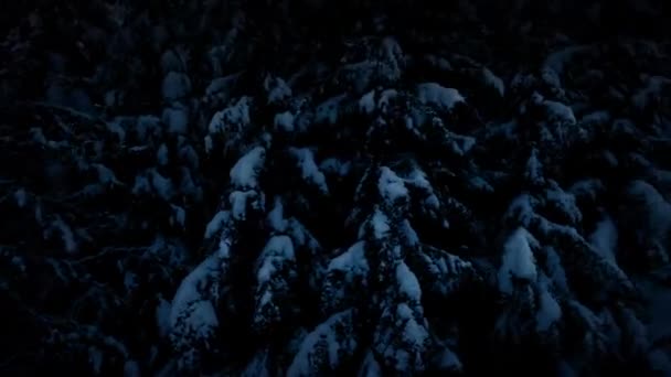 Пролетая мимо заснеженных деревьев по ночам — стоковое видео